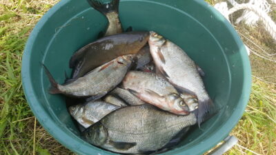 Carp bream — Šešuolių