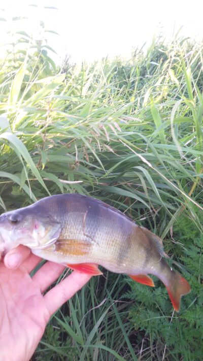 Eurasian perch — Jūra