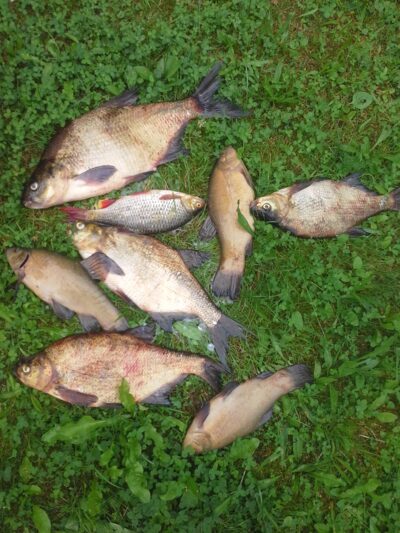 Carp bream ×4 — Pagryžuvio
