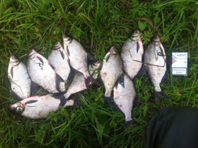 Carp bream ×12 — Dubysa