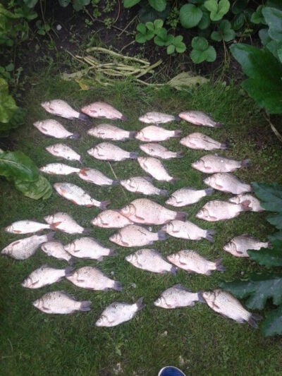 Prussian carp ×39 — Garliavos I-asis