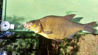 Carp bream, 3.2 kg — Drūkšiai