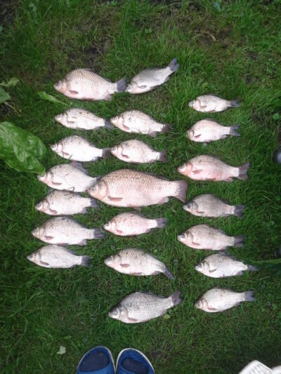 Prussian carp, 1.0 kg — Garliavos I-asis