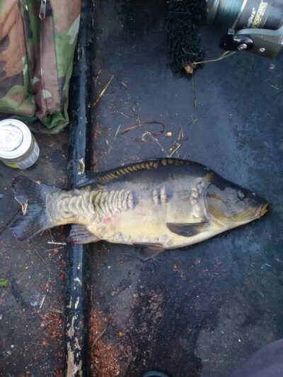 Mirror carp, 1.9 kg — Ekrano gamyklos