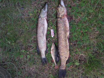 Northern Pike, 1.8 kg — Neman River