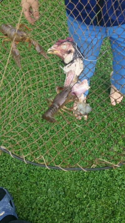 Delcore Crayfish ×50