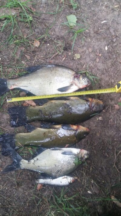 Tench, 0.9 kg