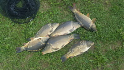 Mirror carp ×6