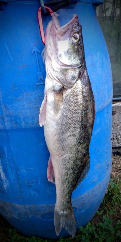 Pike perch, 2.1 kg — Kuršių