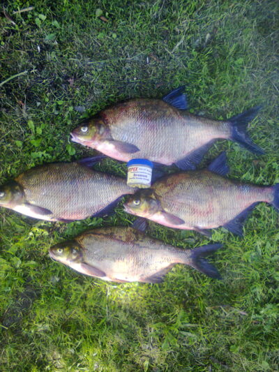 Carp bream, 1.7 kg — Mūša