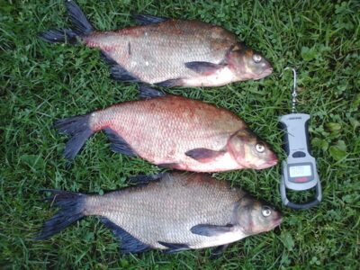 Carp bream ×2 — Lamėstas