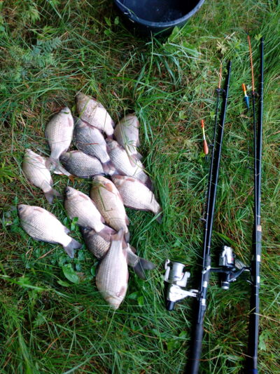 Prussian carp ×13 — Laukuvos
