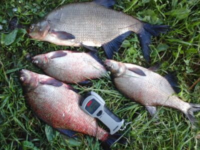 Carp bream ×4 — Lamėstas