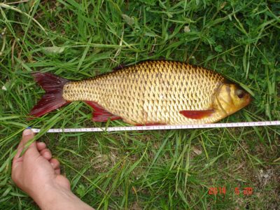 Rudd, 1.0 kg — Kemsių