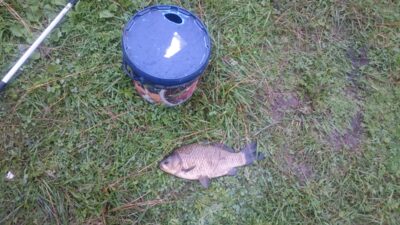 Prussian carp, 1.1 kg