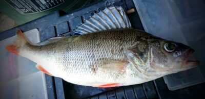 Eurasian perch, 0.4 kg — Kuršių