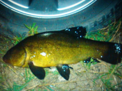 Tench, 3.5 kg — Gilūšis