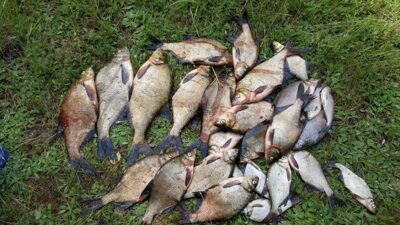 Carp bream — Sartai
