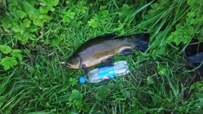 Tench, 1.2 kg — Daubarių