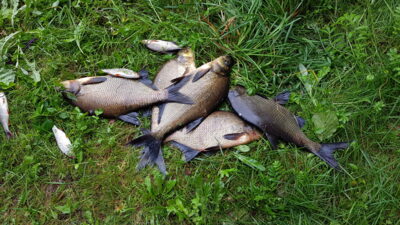 Carp bream ×5 — Arinas