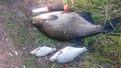 Carp bream, 1.5 kg — Bebrusai