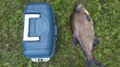 Carp bream, 2.2 kg — Ilgiai