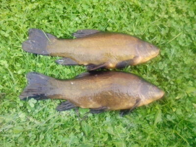 Tench, 0.8 kg — Staškūniškio
