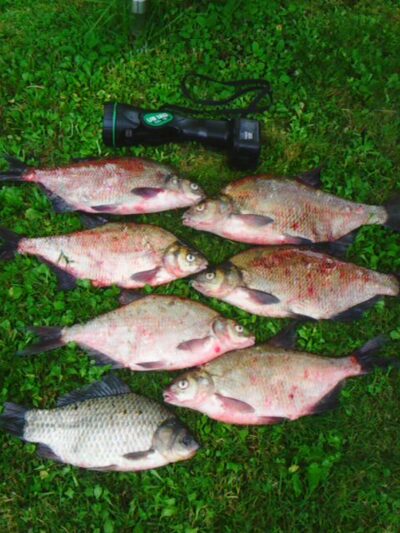 Carp bream ×6