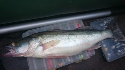 Pike perch, 1.5 kg — Kuršių