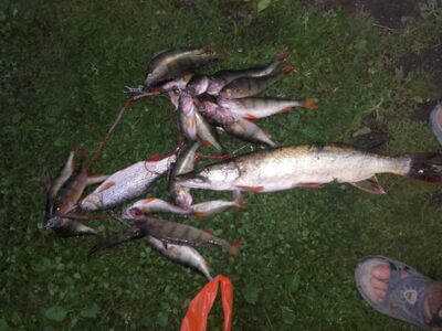 Eurasian perch ×12 — Šešuvis