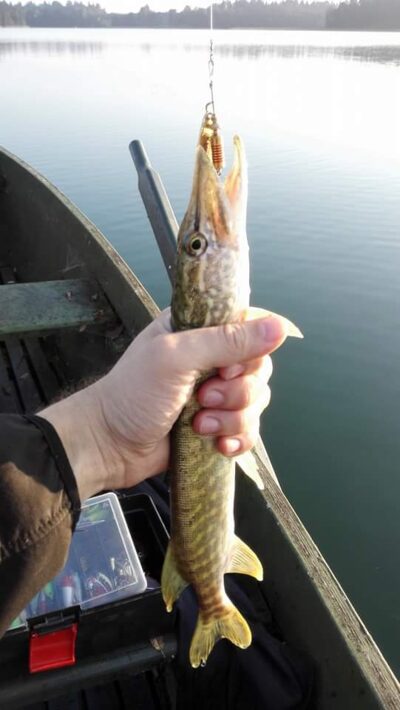Northern Pike, 0.5 kg — Akmena