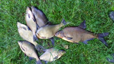 Carp bream ×7 — Drūkšiai