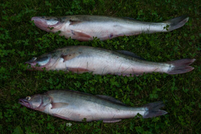 Pike perch ×3 — Kuršių