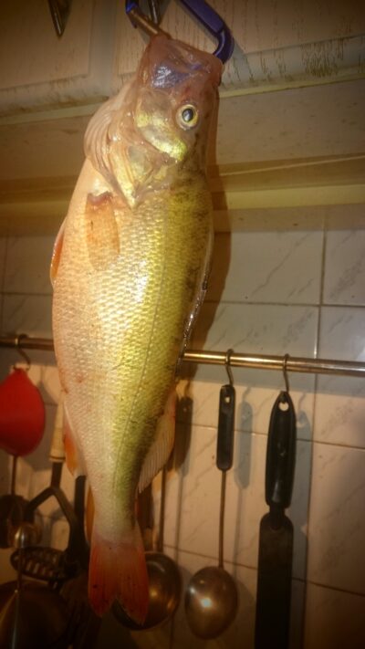 Eurasian perch, 0.5 kg — Kuršių