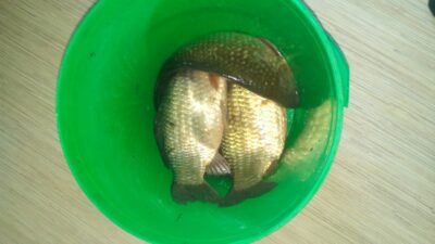 Prussian carp ×4 — Kuršių