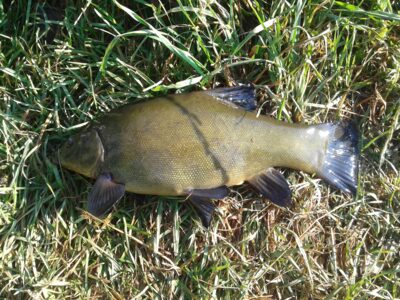 Tench, 0.8 kg — Liberiškio