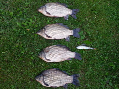 Prussian carp ×4
