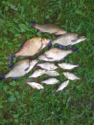 Carp bream ×4 — Pagryžuvio