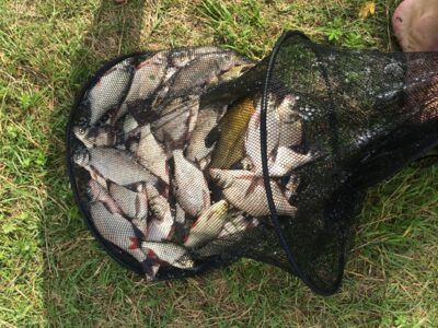 Carp bream ×35