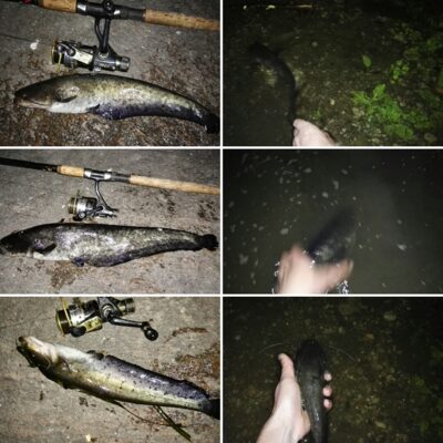 Wels catfish ×3 — Neman River