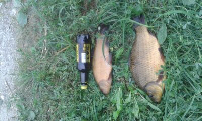 Crucian carp, 1.1 kg