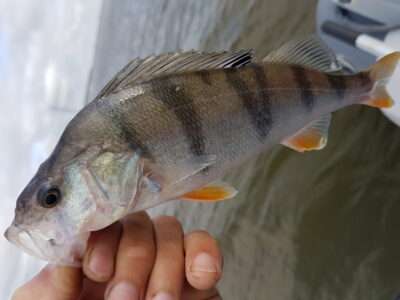 Eurasian perch