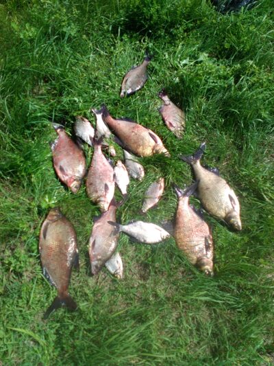 Carp bream ×17