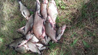 Carp bream ×10