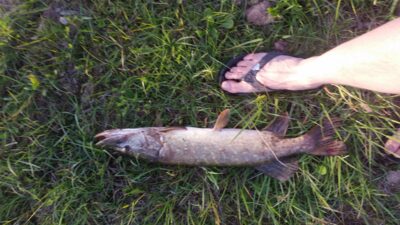 Northern Pike — Babėnų
