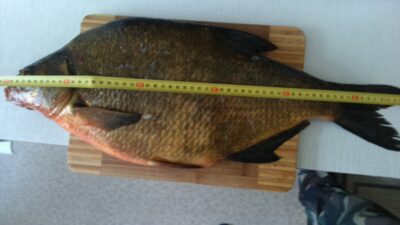 Carp bream, 3.2 kg — Drūkšiai