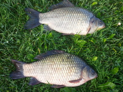 Prussian carp, 1.5 kg
