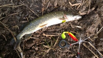 Northern Pike ×2