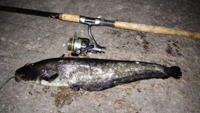 Wels catfish — Neman River