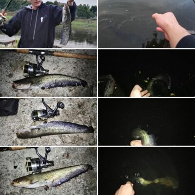 Wels catfish ×4 — Neman River
